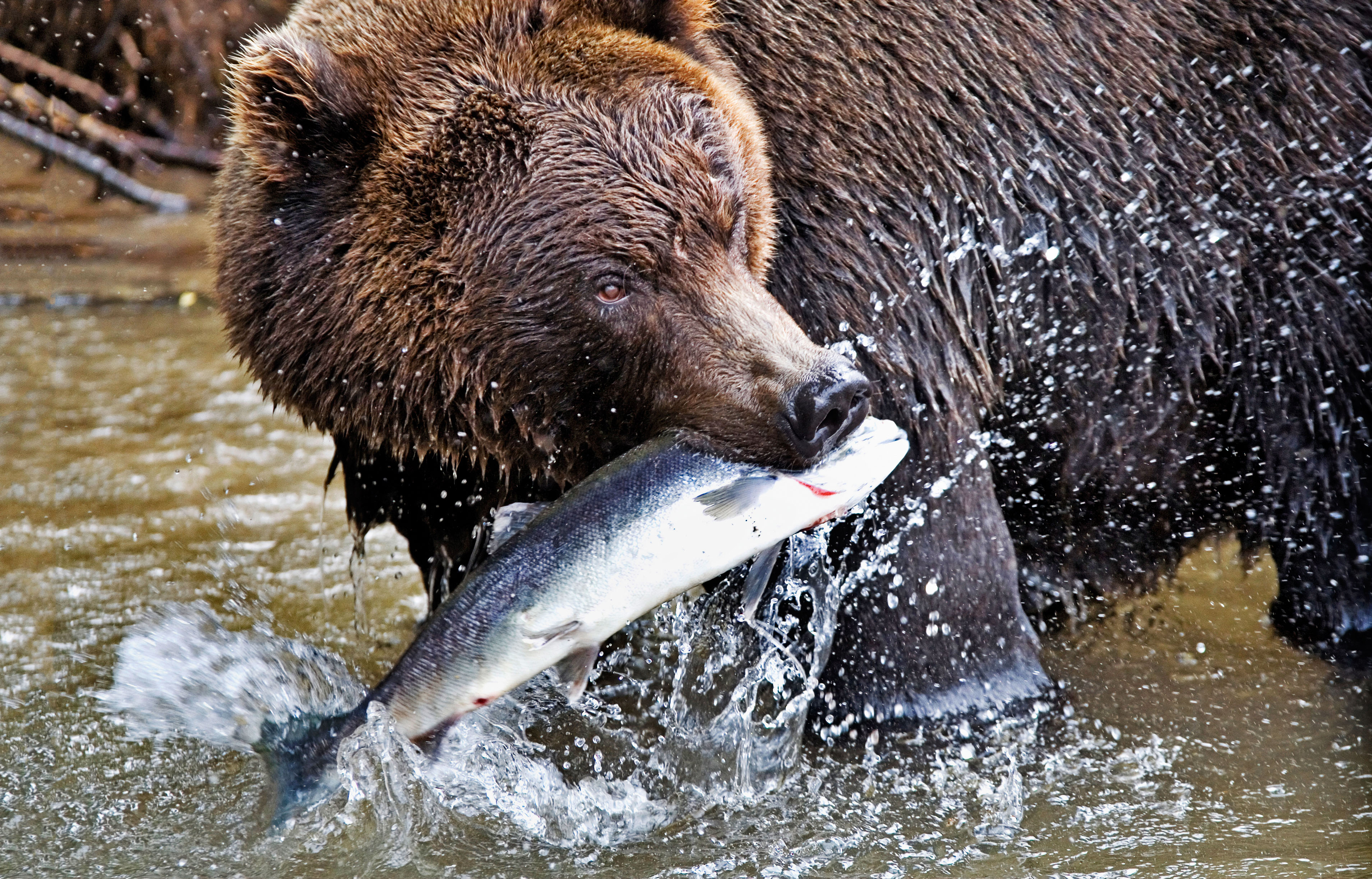 Дальневосточный медведь на рыбалке