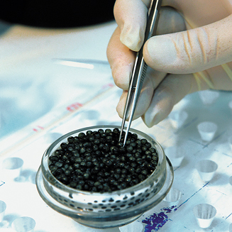 black-caviar-1.jpg