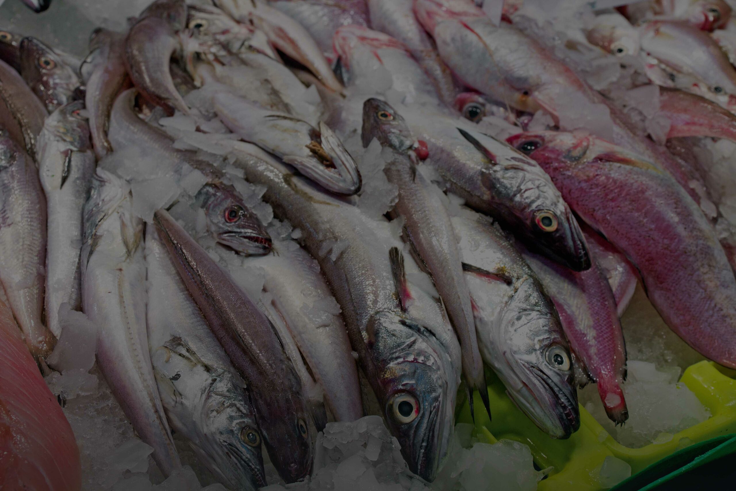 Рыбы охотского моря