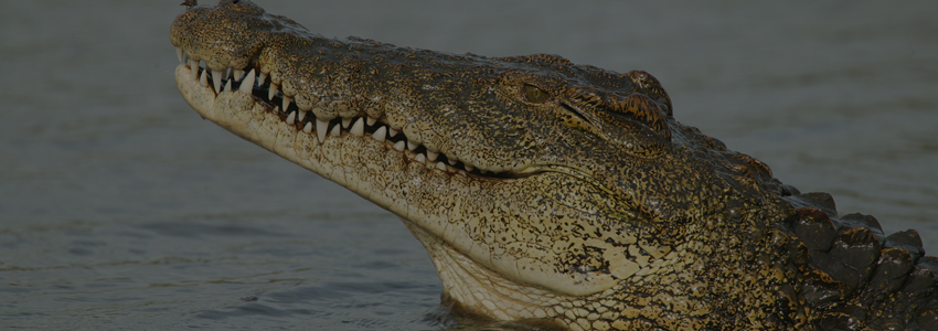 Рыба Крокодил Фото
