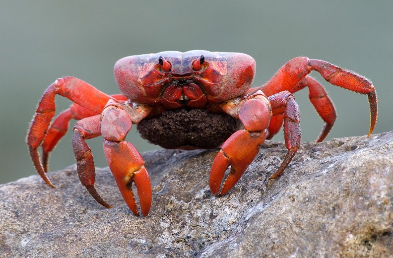 Красный краб. Краб Айленд. Краб красный паук - Red Spider Metasesarma SP.. Красный краб индийский океан. Краб в естественной среде.